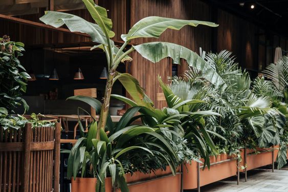 Phong cách cafe sân vườn kiểu nhiệt đới
